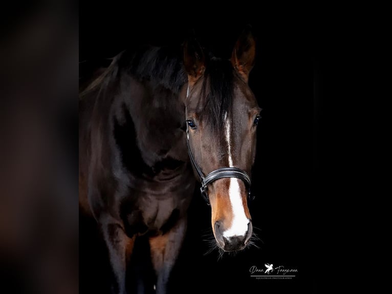 Hanoverian Stallion 4 years 18 hh Bay-Dark in Gro&#xDF;heide Berumerfehn