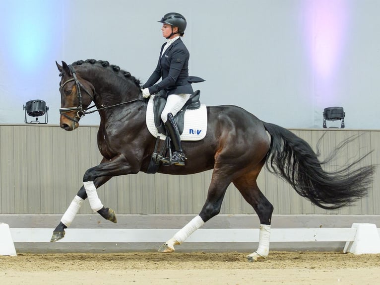 Hanoverian Stallion 4 years Brown in Münster-Handorf