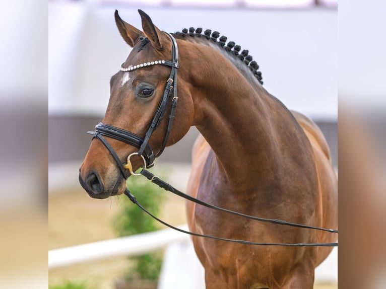 Hanoverian Stallion 4 years Chestnut in Münster-Handorf