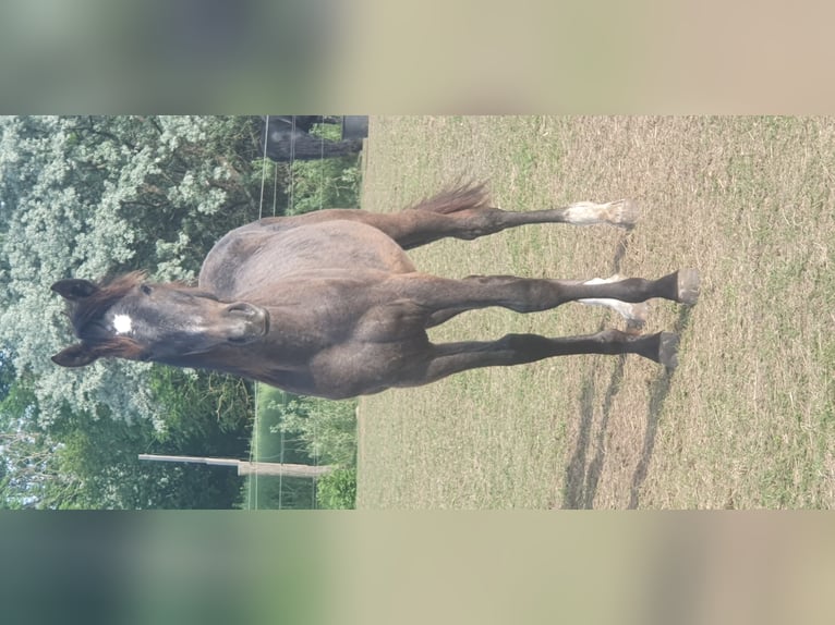 Hanoverian Mix Stallion 4 years in Petersberg