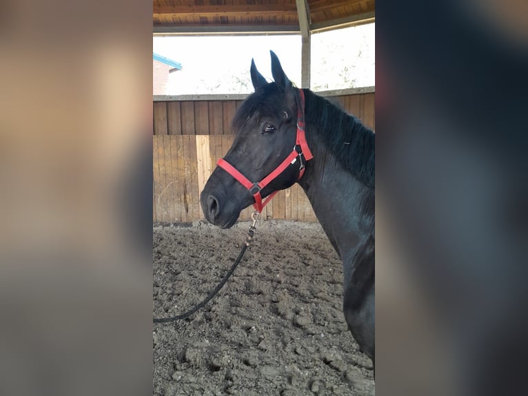 Hanoverian Stallion 5 years 15.3 hh Black in Vechta