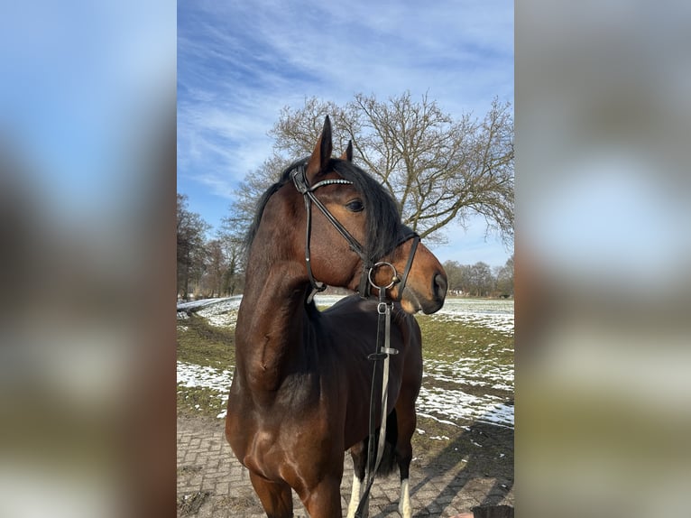 Hanoverian Stallion 5 years 15,2 hh Brown in Bremen