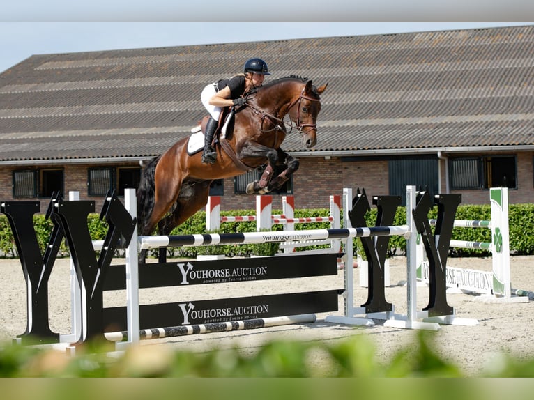 Hanoverian Stallion 5 years 16.1 hh Bay-Dark in Waddinxveen