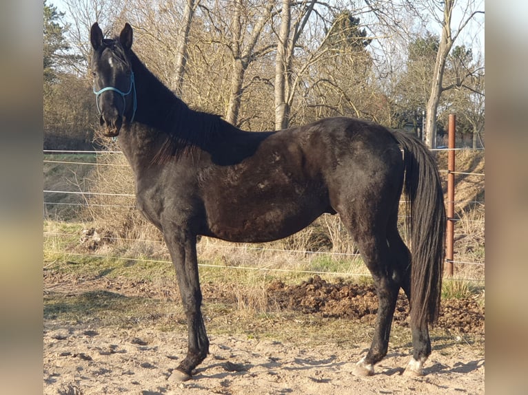 Hanoverian Stallion 5 years 16,1 hh Black in Petersberg