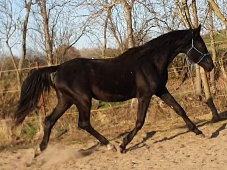 Hanoverian Stallion 5 years 16,1 hh Black in Petersberg