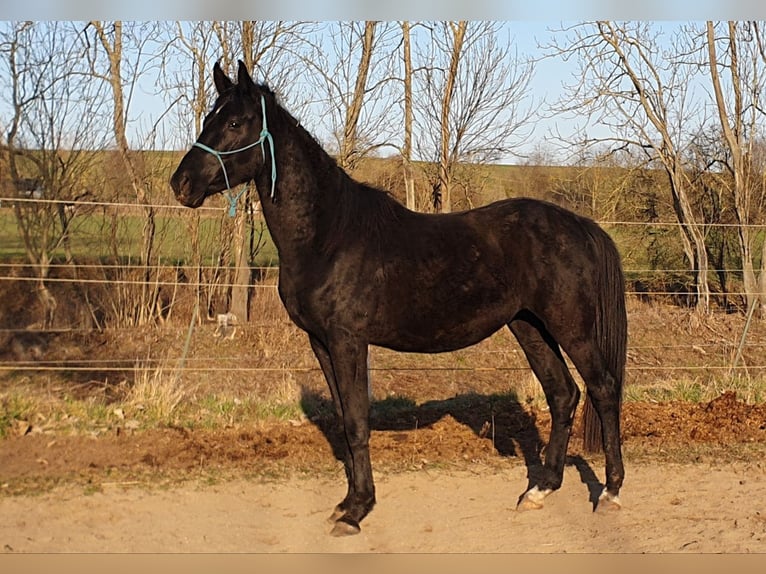 Hanoverian Stallion 5 years 16,1 hh Black in Petersberg