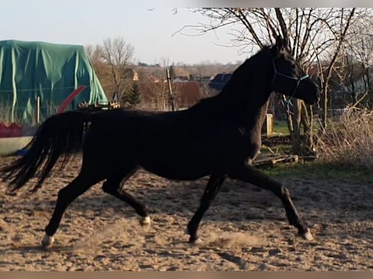 Hanoverian Stallion 5 years 16,1 hh Black in Petersberg