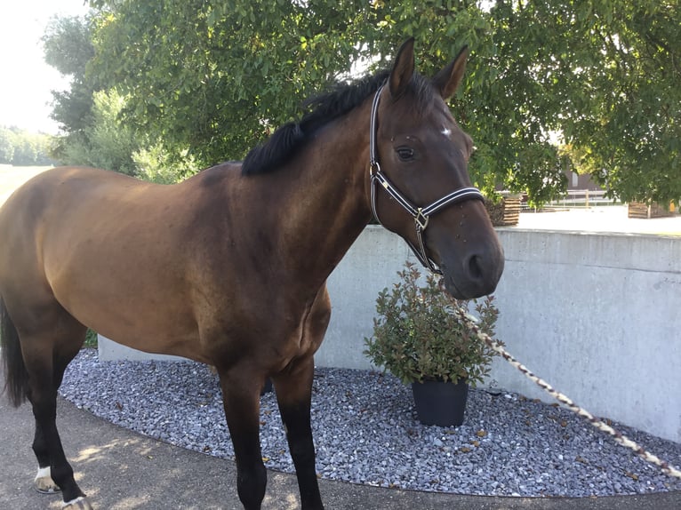 Hanoverian Stallion 5 years 16,1 hh Brown in Kaltenbach