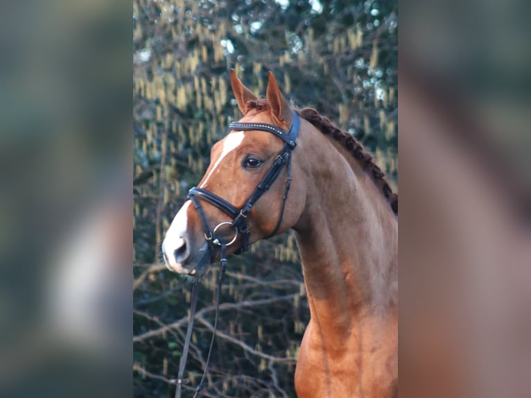 Hanoverian Stallion 5 years 16,1 hh Chestnut-Red in Deinstedt