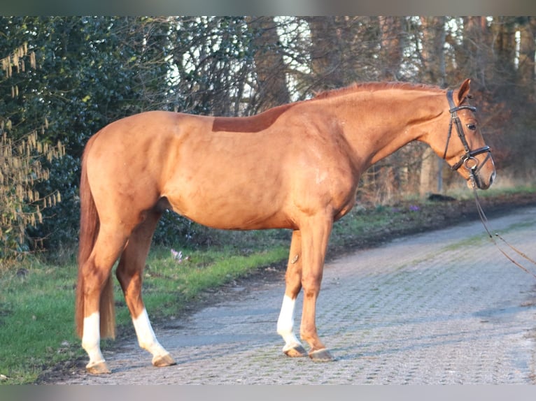 Hanoverian Stallion 5 years 16,1 hh Chestnut-Red in Deinstedt