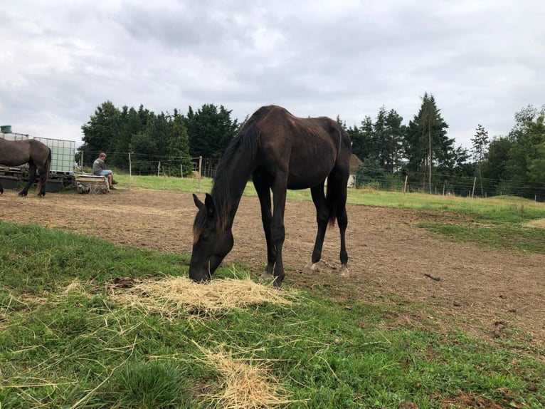 Hanoverian Stallion 5 years 16,2 hh Black in Petersberg