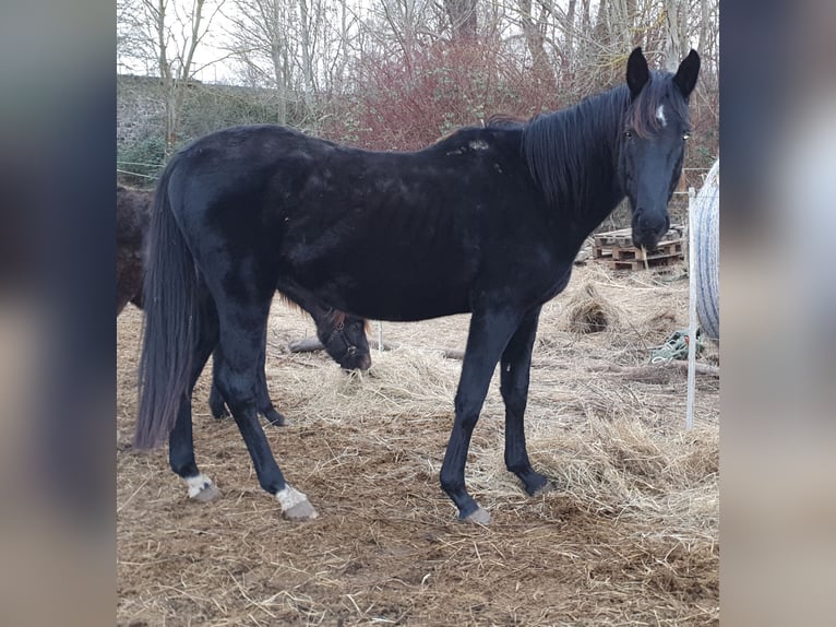 Hanoverian Stallion 5 years 16,2 hh Black in Petersberg