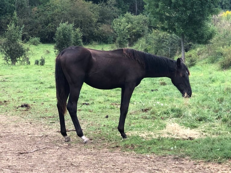 Hanoverian Stallion 5 years 16,2 hh Black in Petersberg