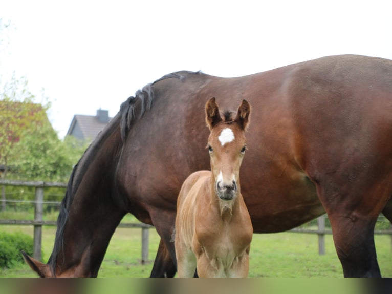 Hanoverian Stallion 5 years 16,2 hh Brown-Light in Stöckse