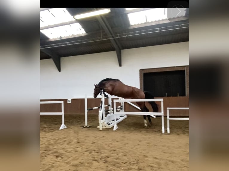 Hanoverian Stallion 5 years 16,2 hh Brown-Light in Stöckse