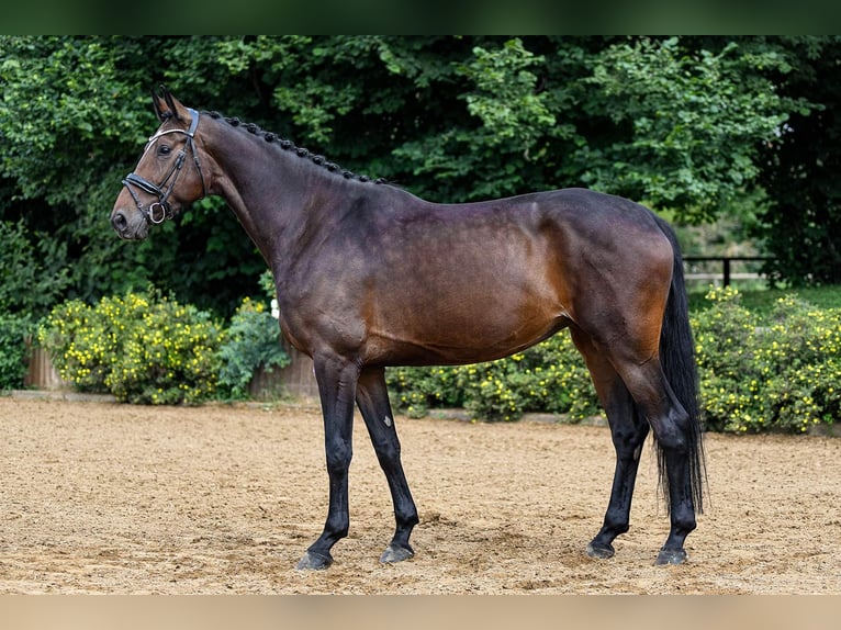 Hanoverian Stallion 5 years 16,3 hh Bay-Dark in Riedstadt