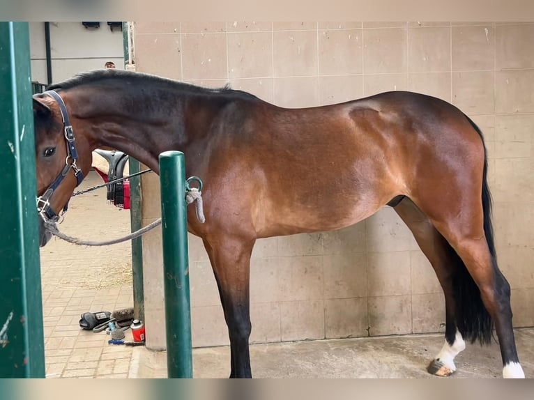 Hanoverian Stallion 5 years 16,3 hh Brown in Nanterre