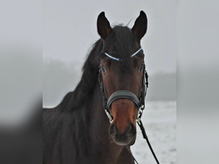 Hanoverian Stallion 5 years 16 hh Bay-Dark in Freren