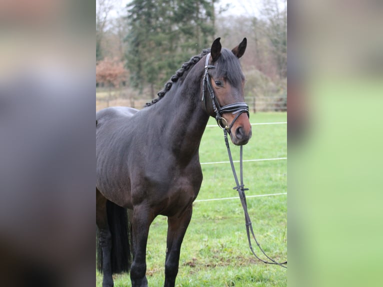Hanoverian Stallion 5 years 16 hh Bay-Dark in Freren