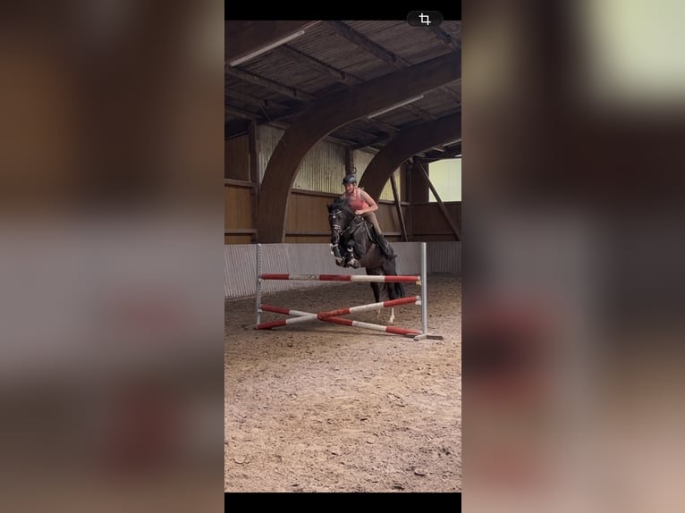 Hanoverian Stallion 5 years 16 hh Bay-Dark in Niederaula