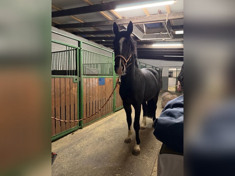 Hanoverian Stallion 5 years 16 hh Bay-Dark in Büttelborn