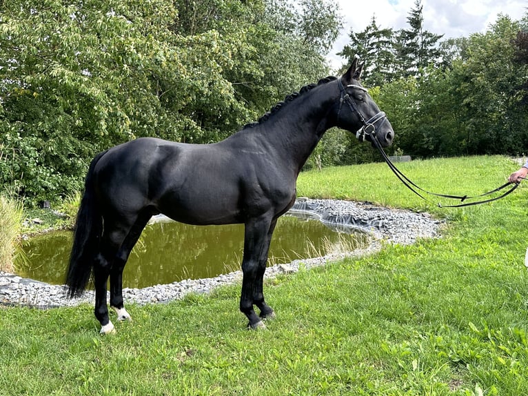 Hanoverian Stallion 5 years 16 hh Black in Rosdorf