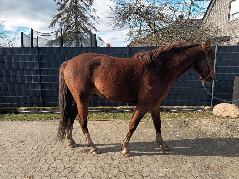 Hanoverian Stallion 5 years 16 hh Chestnut-Red in Lehrte