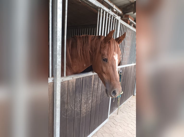 Hanoverian Stallion 5 years 16 hh Chestnut-Red in Lehrte