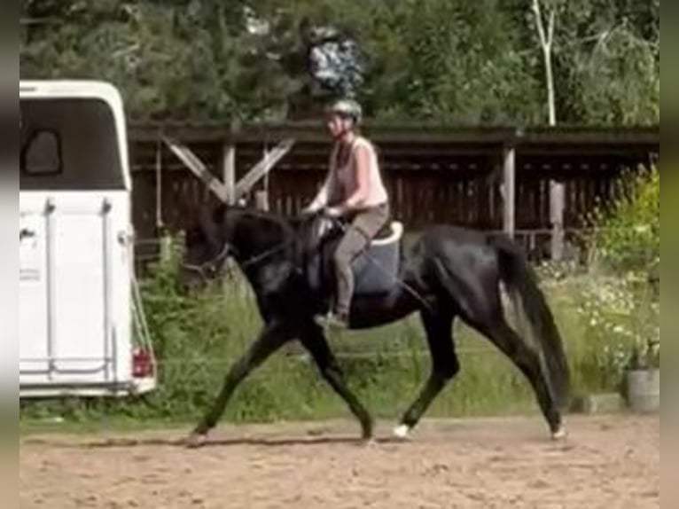 Hanoverian Stallion 5 years 16,1 hh Black in Petersberg