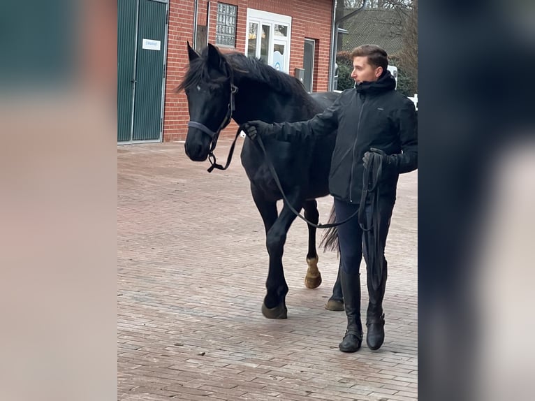 Hanoverian Stallion 5 years 16,1 hh Black in Vechta