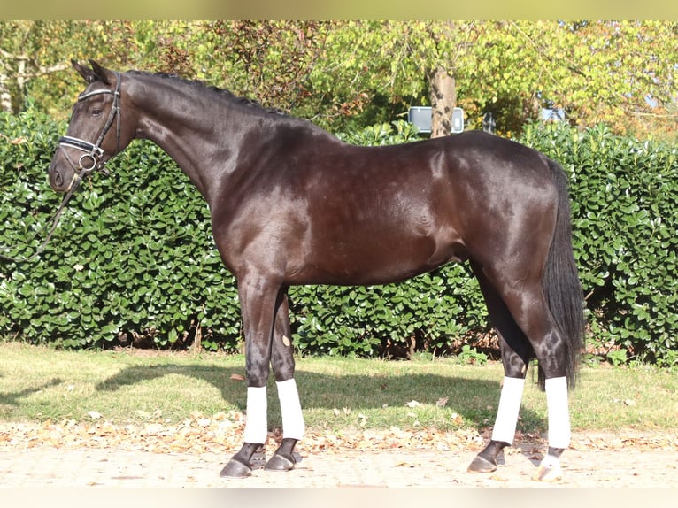Hanoverian Stallion 5 years 16,1 hh Black in Selsingen