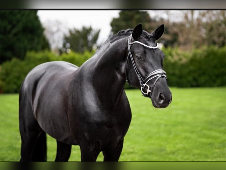 Hanoverian Stallion 5 years 16,2 hh Black in Willich