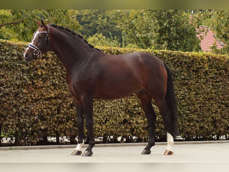 Hanoverian Stallion 6 years 16.1 hh Bay-Dark in Gleichen