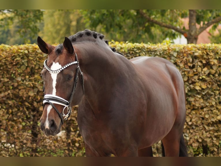 Hanoverian Stallion 6 years 16.1 hh Bay-Dark in Gleichen