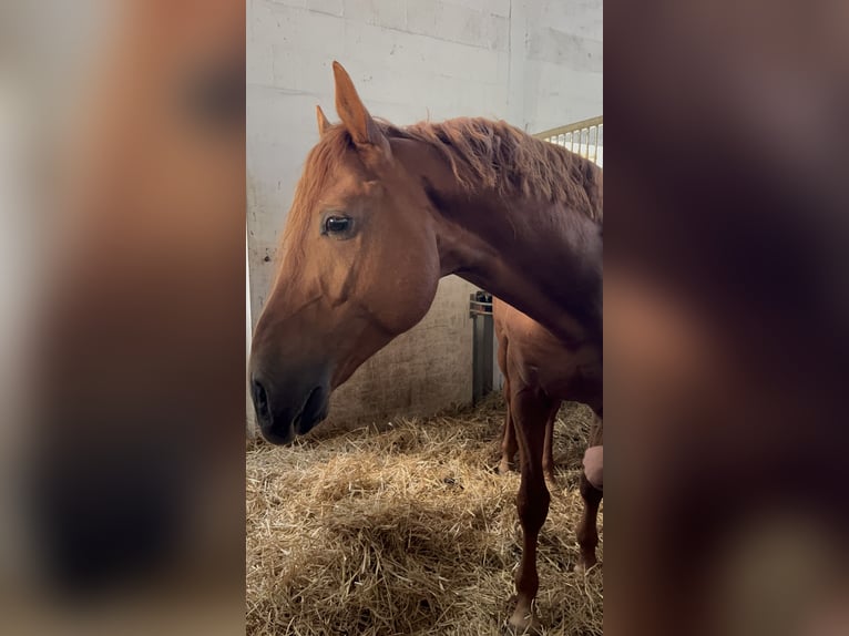 Hanoverian Stallion 6 years 16 hh Chestnut-Red in Hohenwestedt