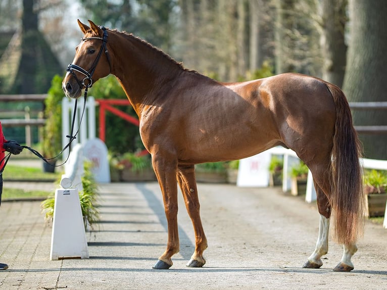 Hanoverian Stallion 6 years 16 hh Chestnut in Münster-Handorf