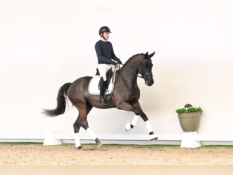 Hanoverian Stallion 6 years 16,3 hh Black in Saerbeck
