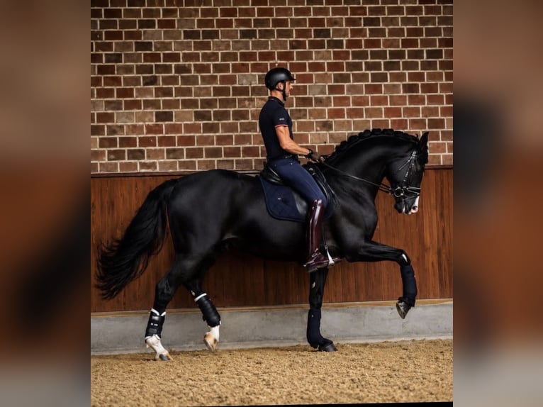 Hanoverian Stallion 6 years 17 hh Black in Beverly Hills