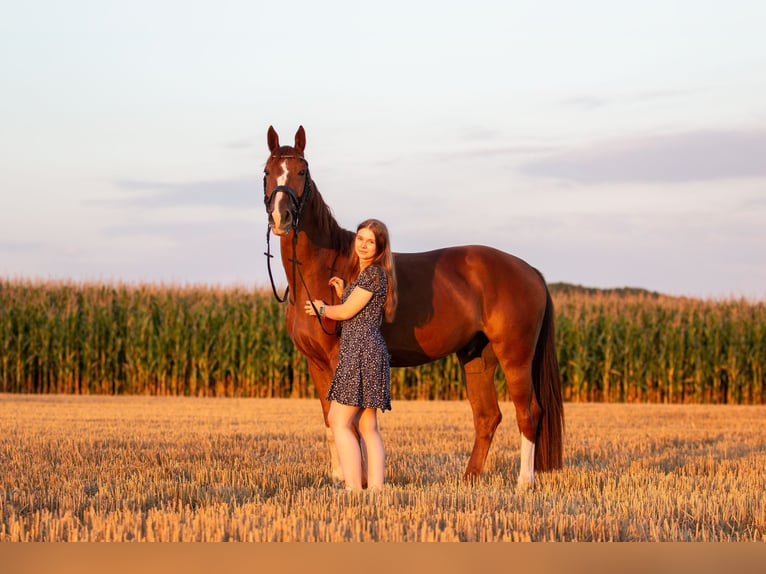 Hanoverian Stallion 7 years 16,1 hh in Preußisch Oldendorf