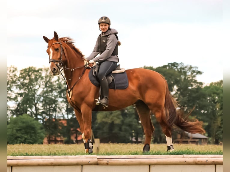 Hanoverian Stallion 7 years 16,1 hh in Preußisch Oldendorf