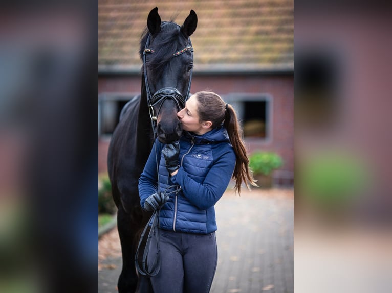 Hanoverian Stallion 7 years 16,3 hh Black in Bad Zwischenahn