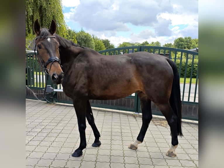Hanoverian Stallion 7 years 17.2 hh Bay-Dark in Brest
