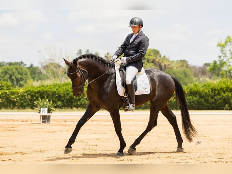 Hanoverian Stallion 7 years 17 hh Brown in El Catllar