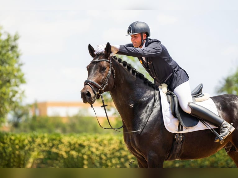 Hanoverian Stallion 7 years 17 hh Brown in El Catllar