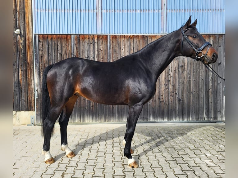 Hanoverian Stallion 7 years Bay-Dark in Bayerisch Gmain