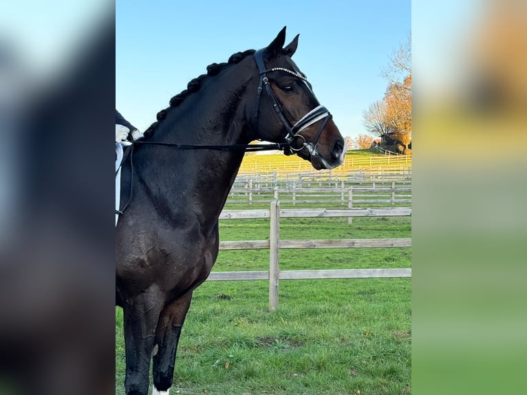 Hanoverian, Stallion, 8 years, 16.1 hh