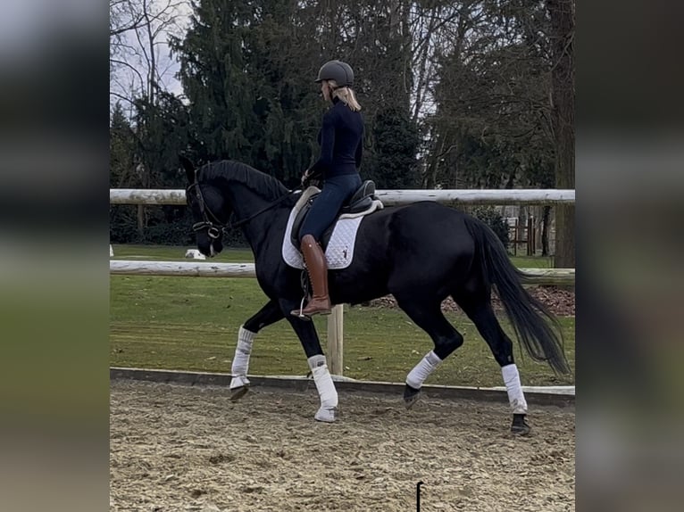 Hanoverian Stallion 9 years 16,2 hh Black in Hamm