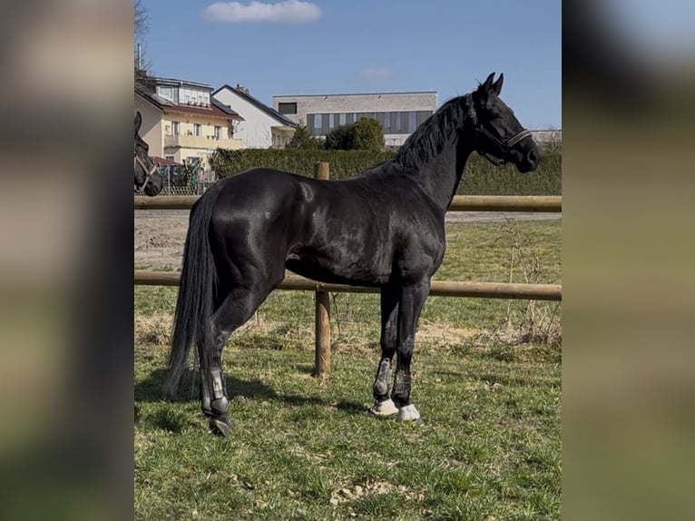 Hanoverian Stallion 9 years 16,2 hh Black in Hamm