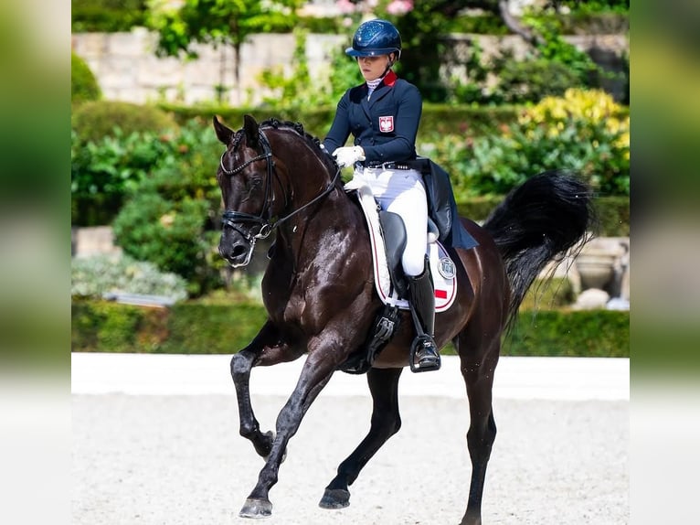 Hanoverian Stallion 9 years 16.2 hh  in Cestas
