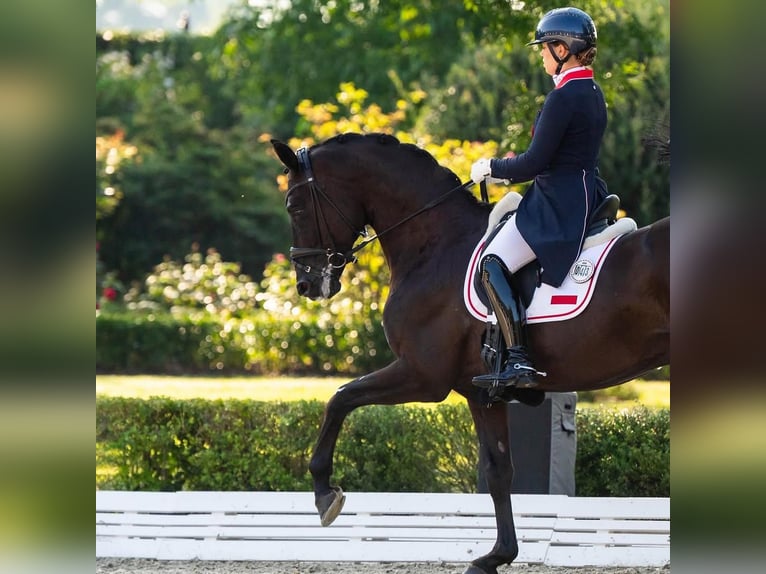 Hanoverian Stallion 9 years 16.2 hh  in Cestas